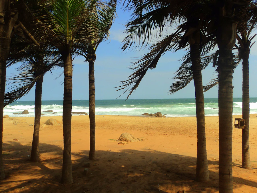 Palm-lined shore at Rushikonda Beach