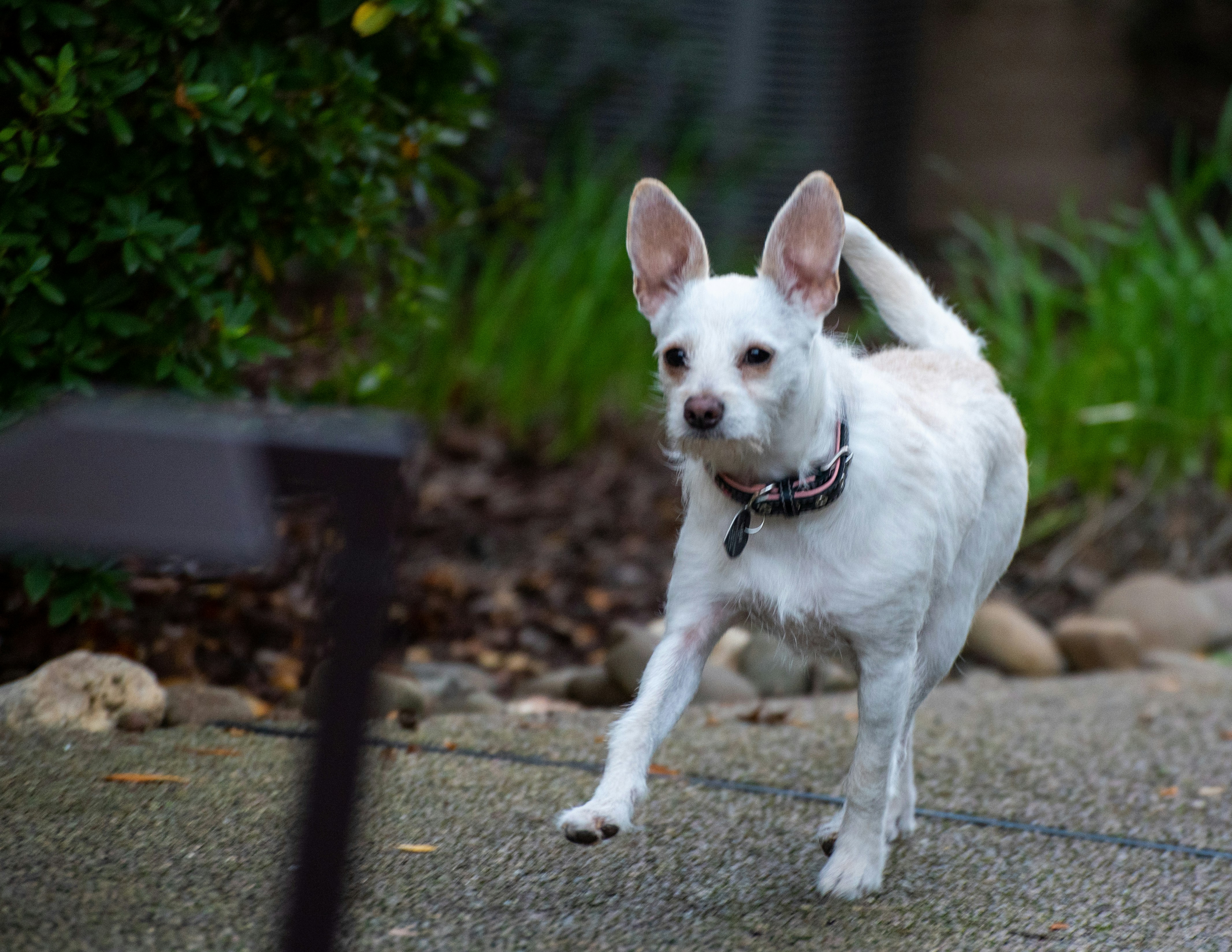 昼間の灰色のコンクリート道路に白いショートコートの小型犬