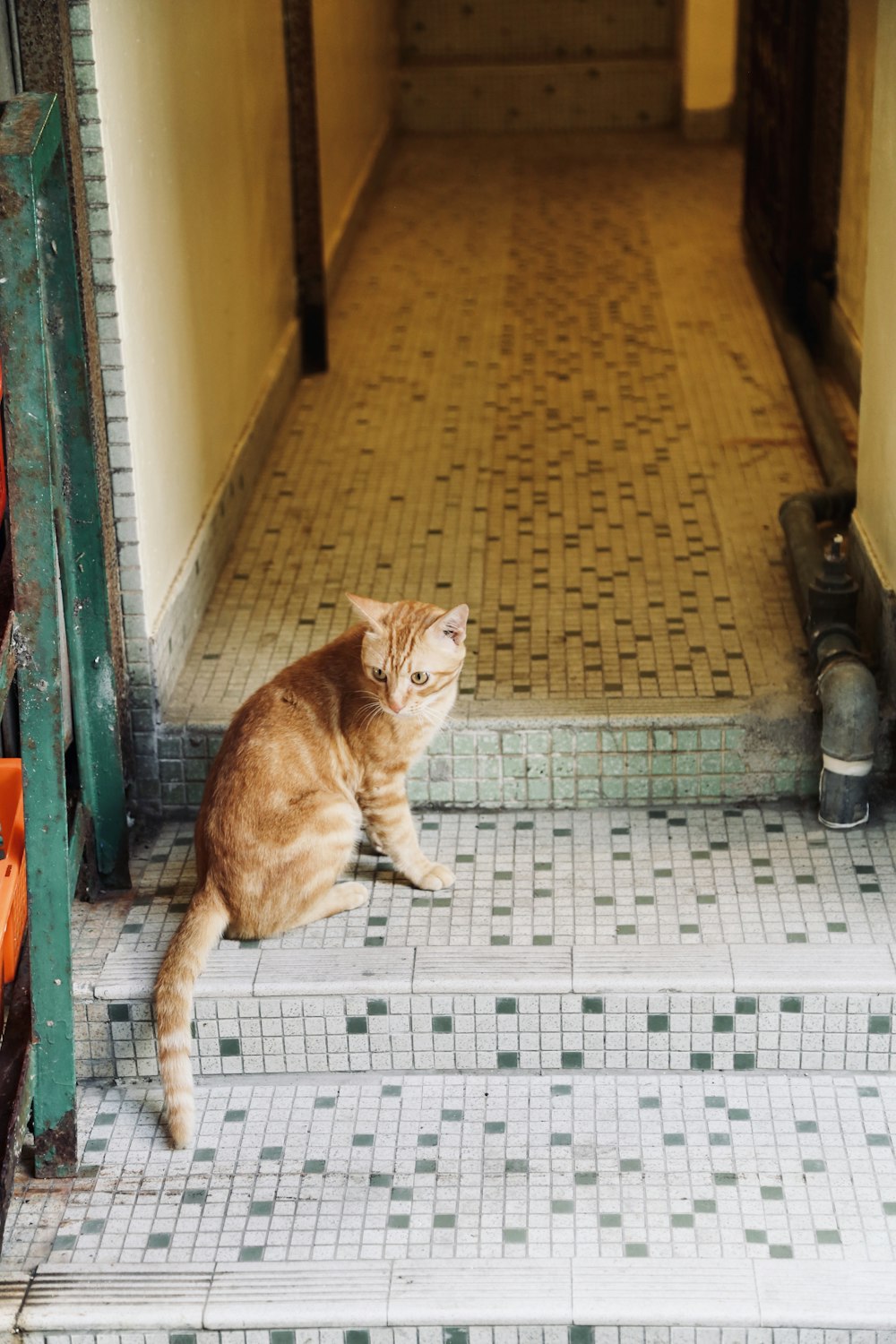 orange tabby cat on brown floor tiles
