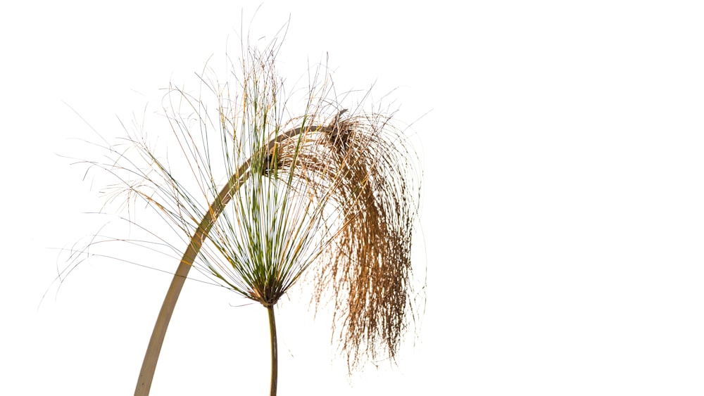 brown and green plant on white background