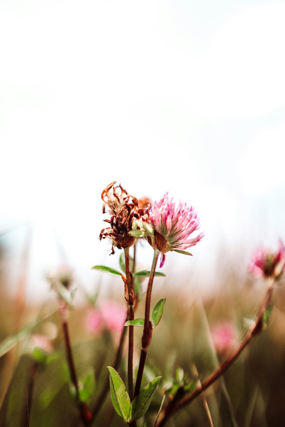 purple flower in tilt shift lens