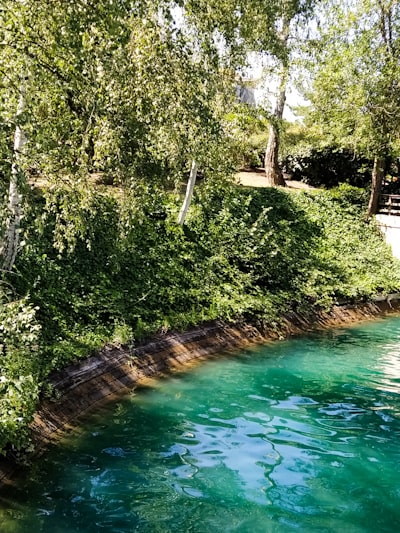 green trees beside body of water during daytime