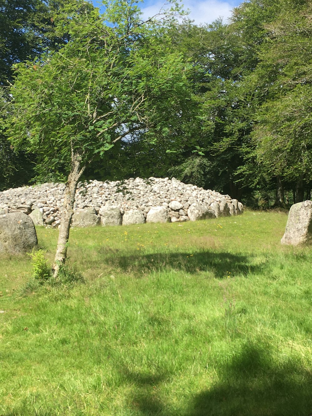 green grass field with gray rocks