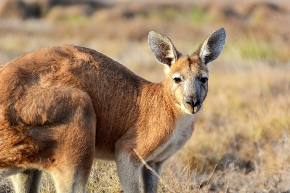 brown and white kangaroo on brown grass field during daytime