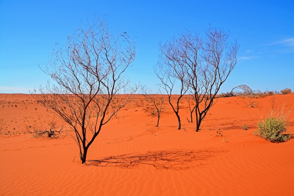 leafless tree on brown sand