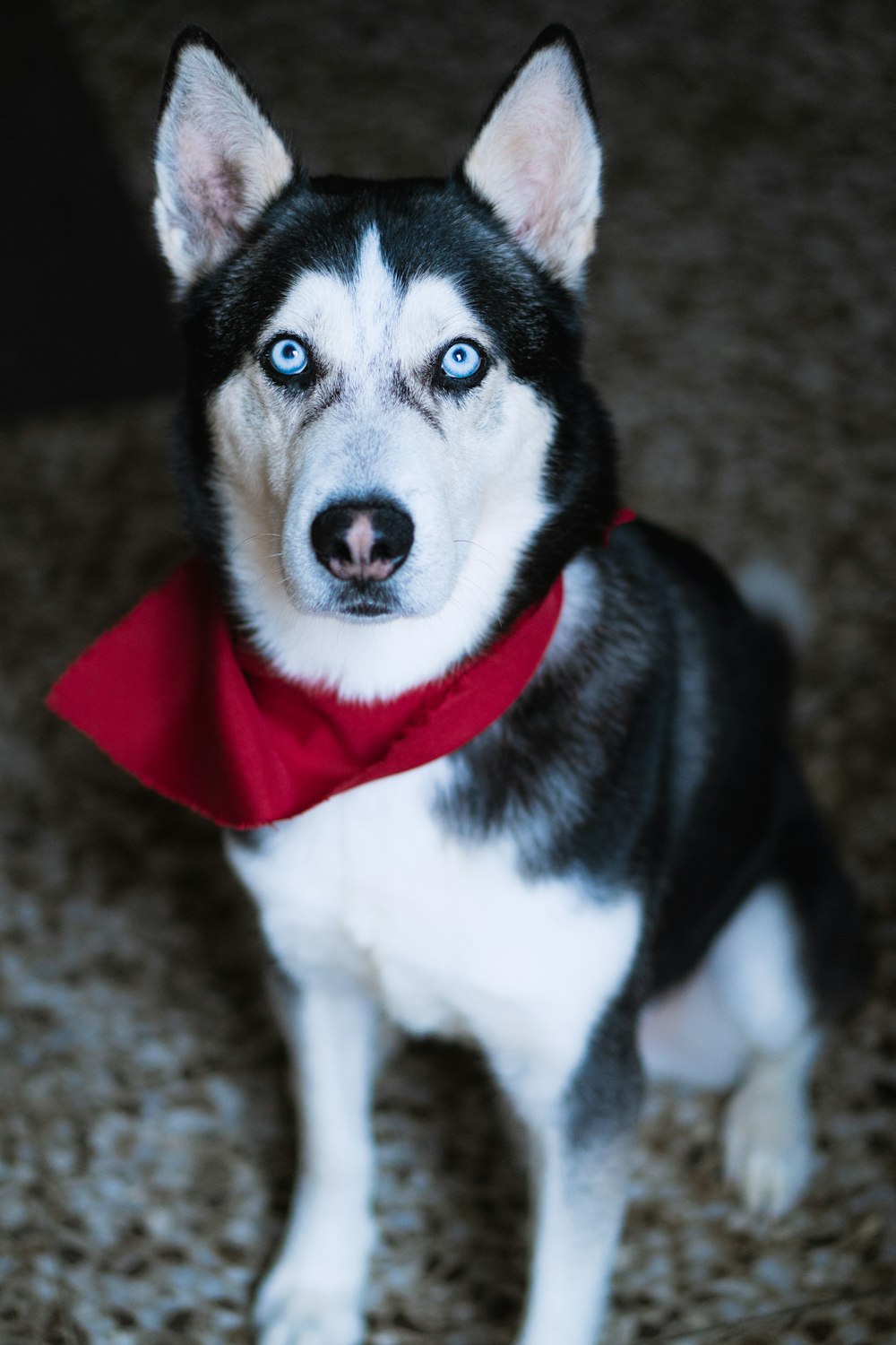 black and white siberian husky