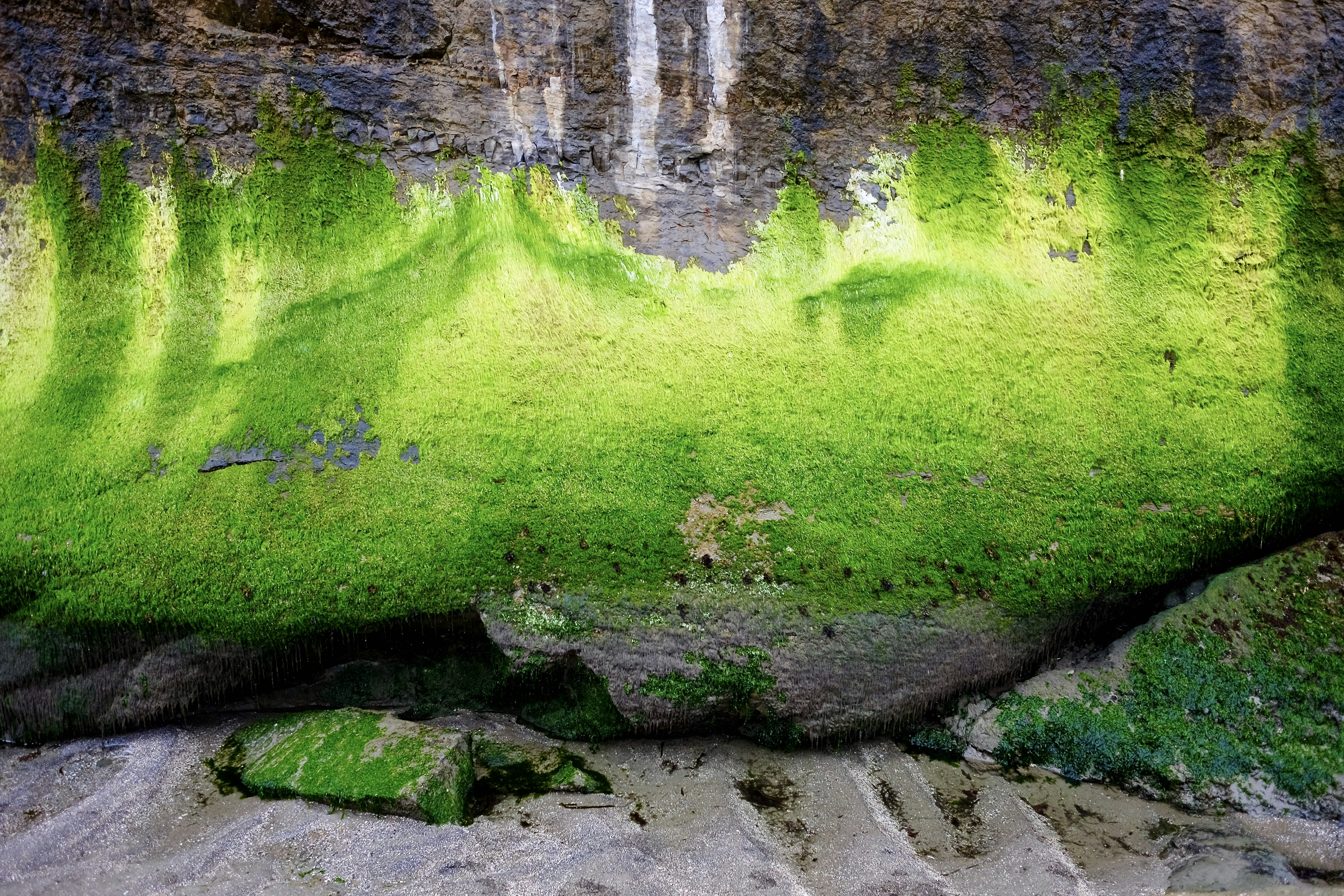 green moss on gray rock