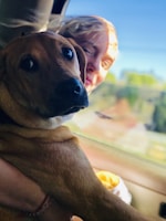 A friendly driver gently helping a dog into the taxi dog vehicle in Zona Norte, São Paulo.