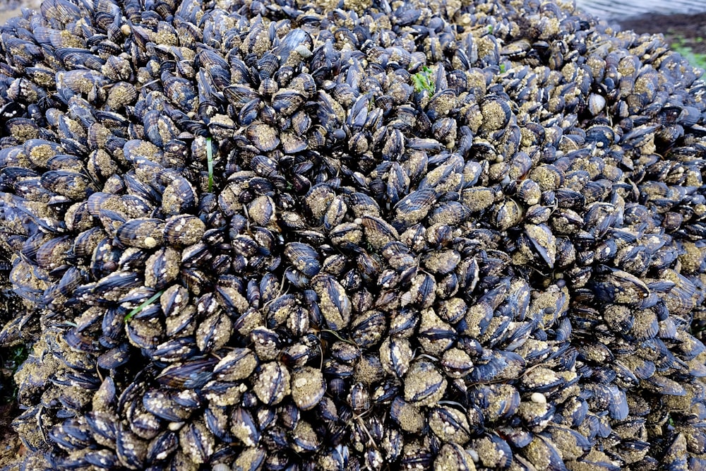 brown and black dried leaves on ground