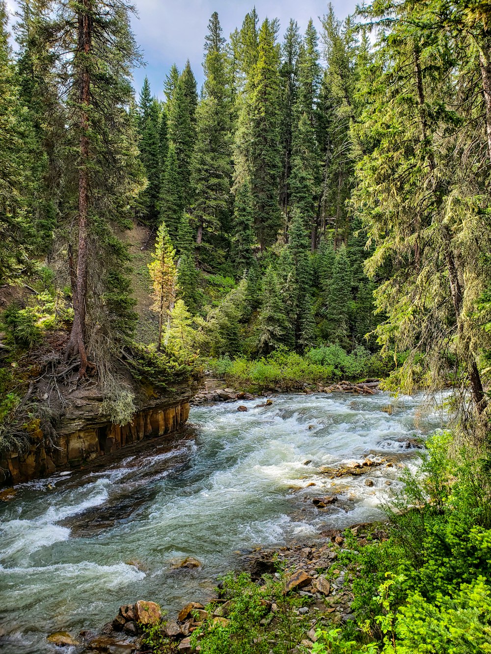 green trees beside river during daytime