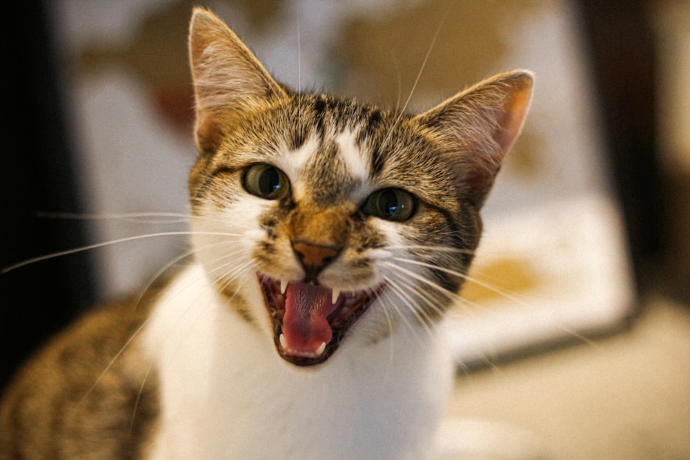 white and brown cat with mouth open