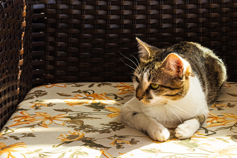 white and brown cat lying on white and brown leaves