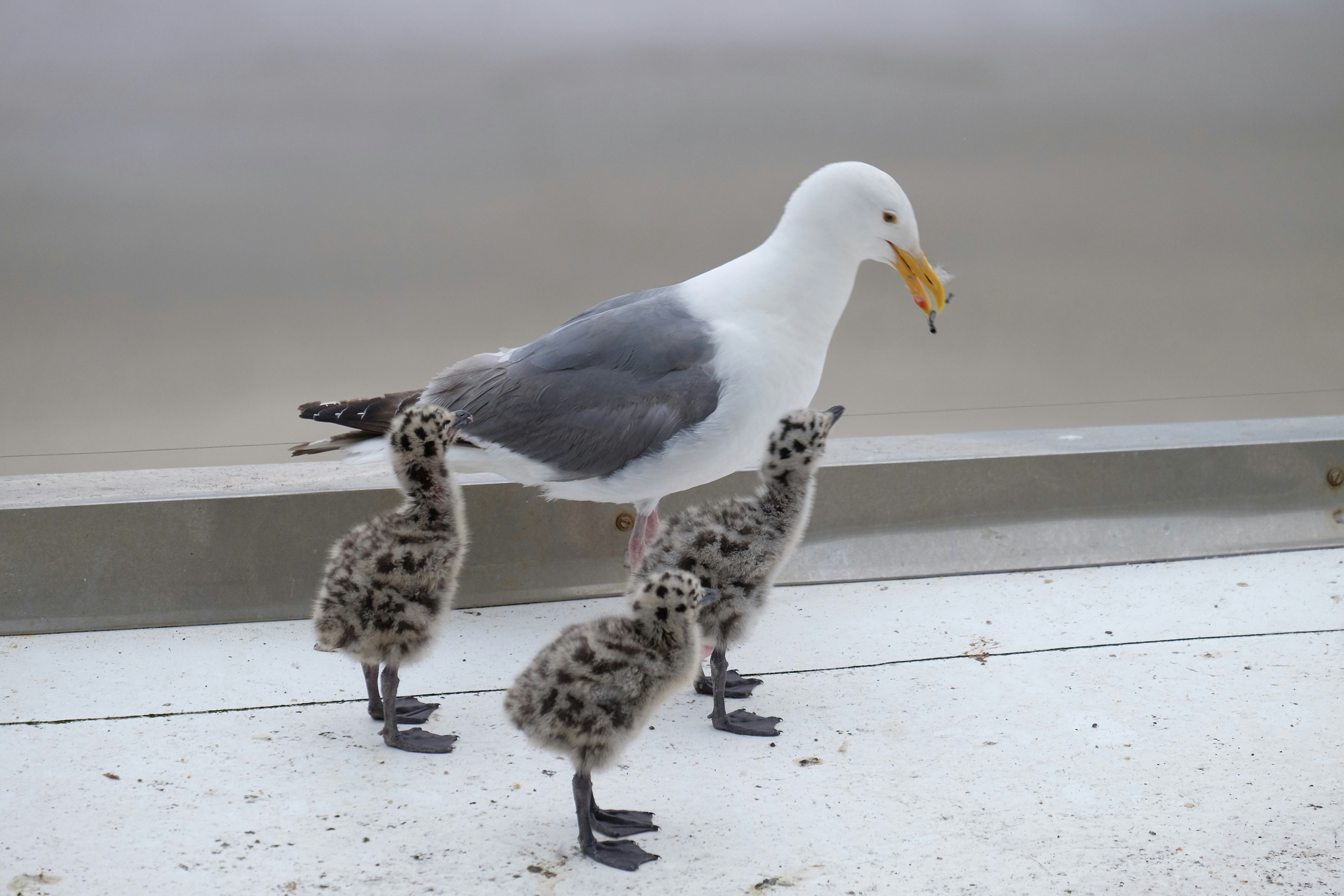 white and gray bird on gray concrete floor