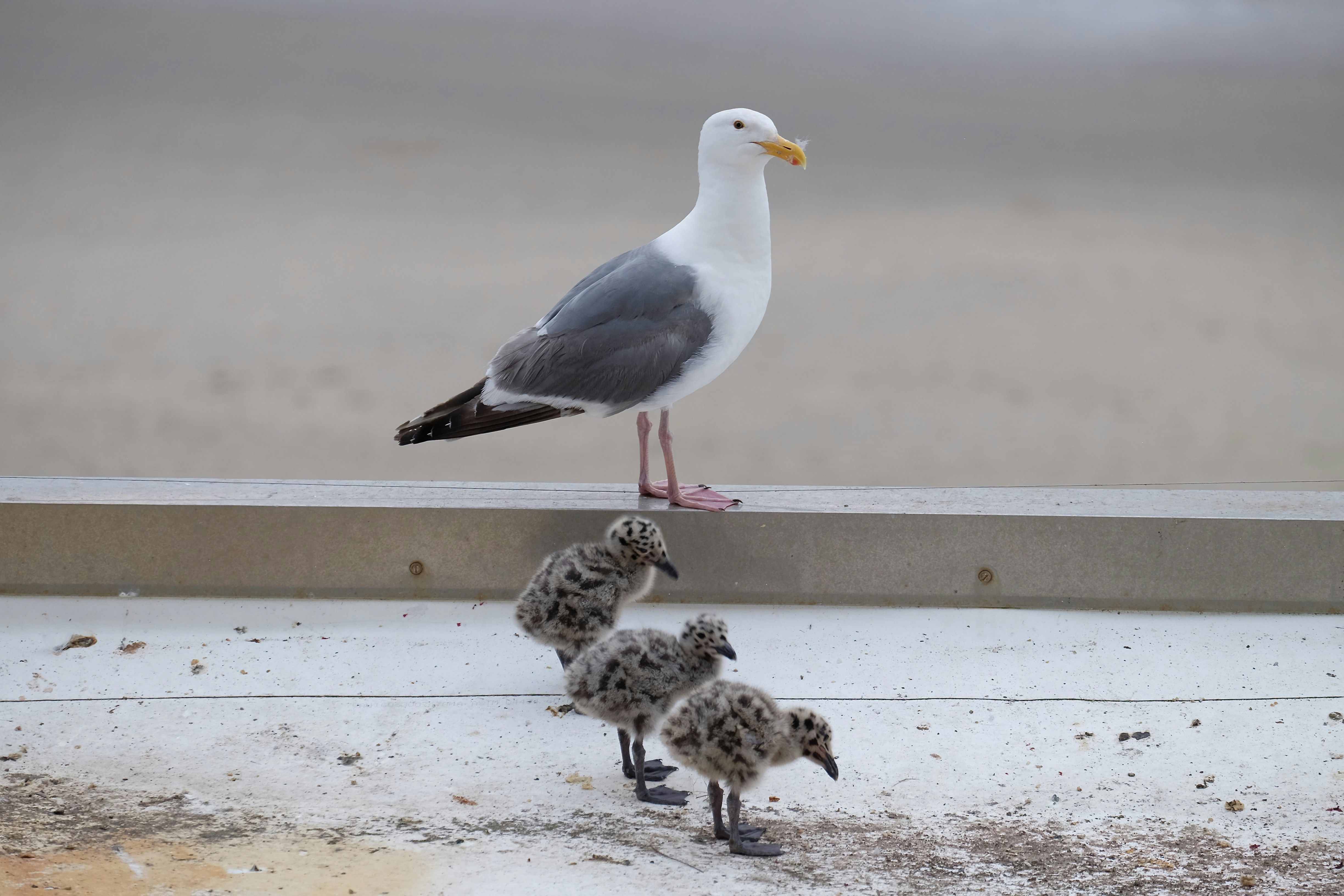 white and gray bird on gray concrete surface during daytime