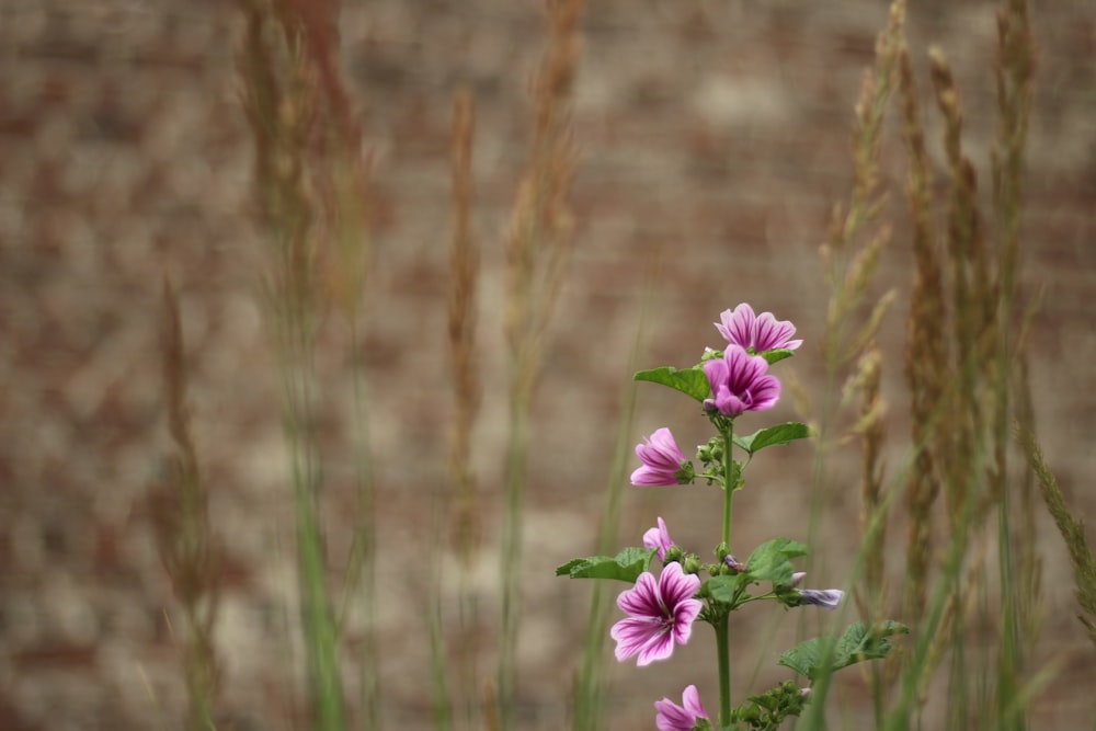 purple flower in tilt shift lens