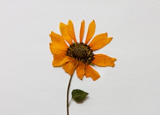 yellow sunflower on white wall