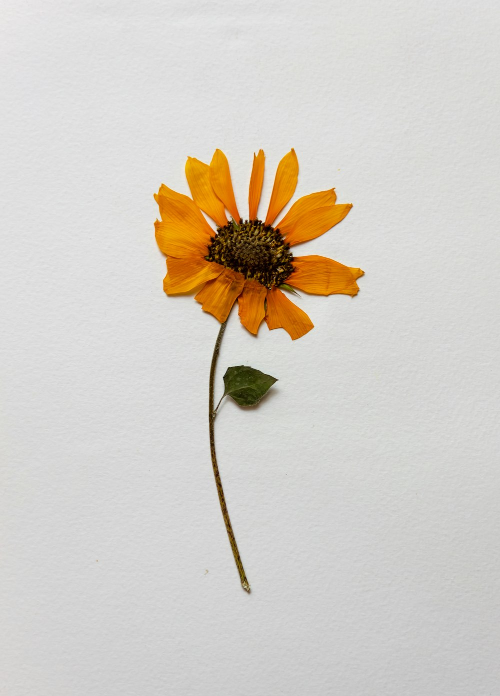 gelbe Sonnenblume auf weißer Wand