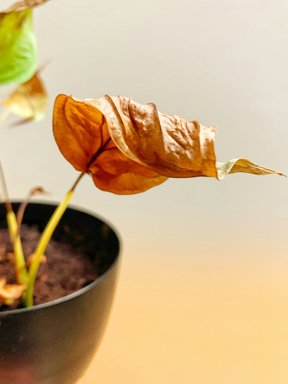 brown flower in black pot