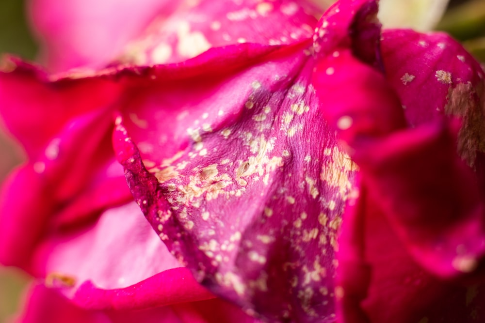 pink flower in macro photography