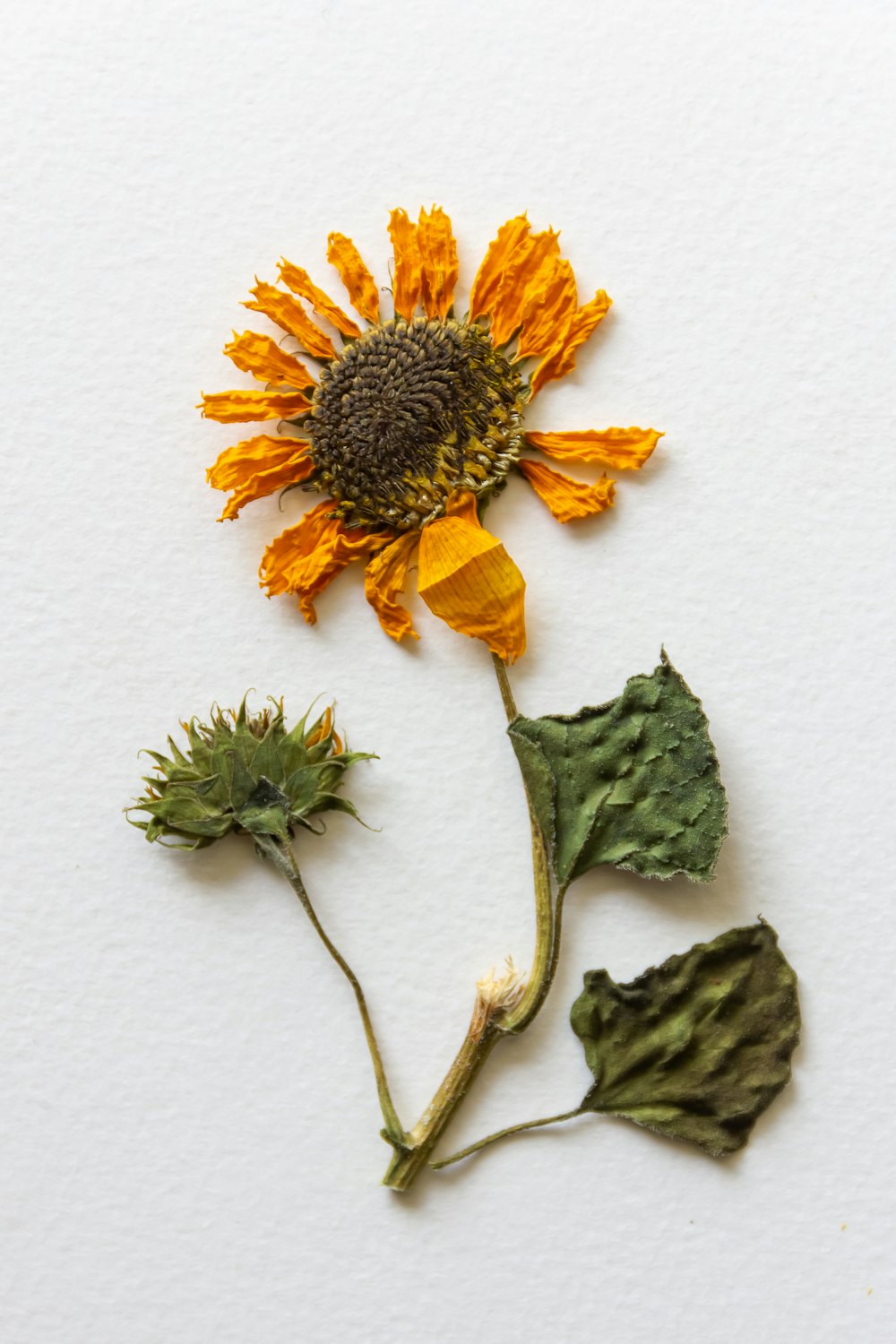 yellow sunflower on white wall