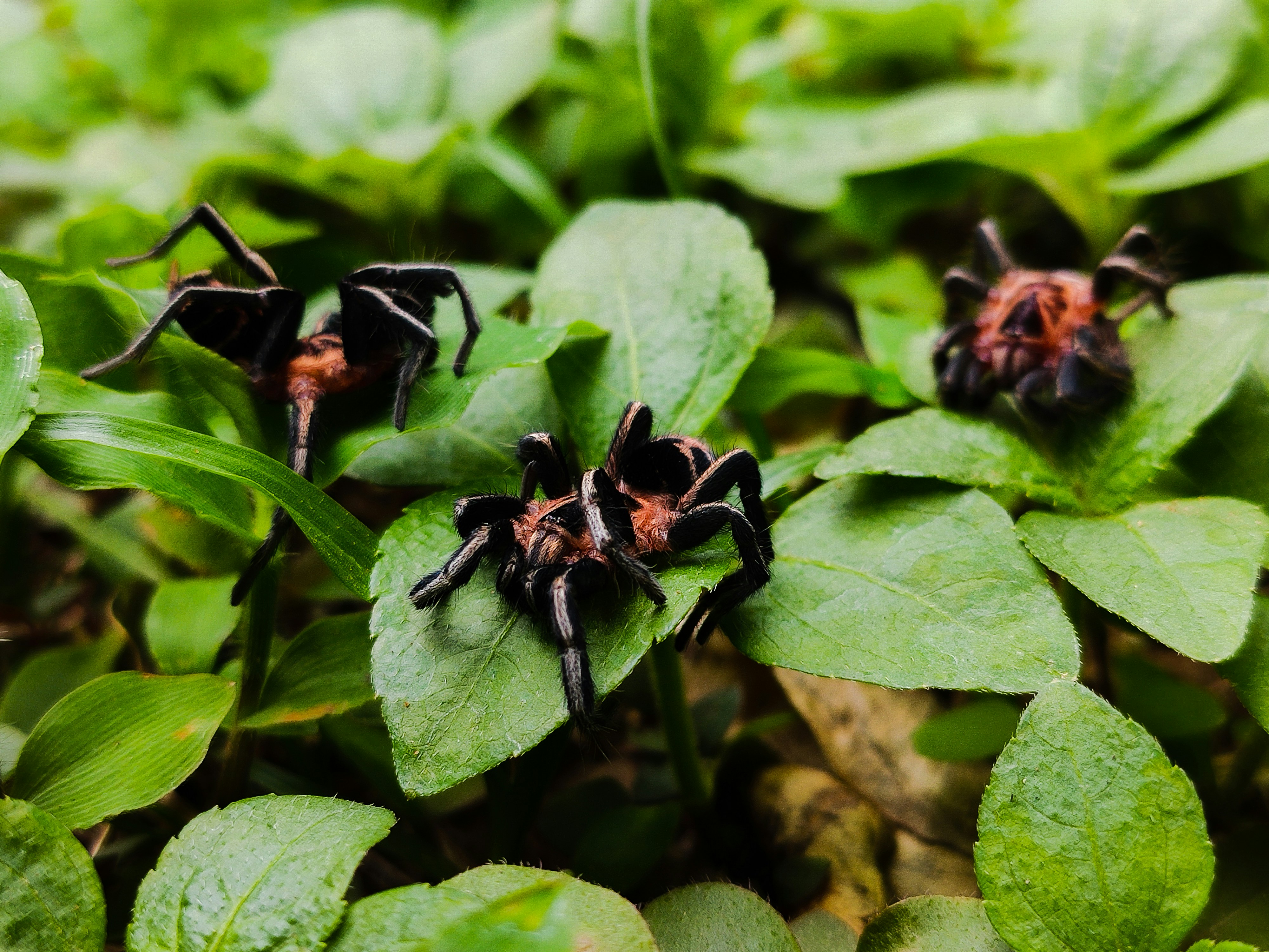 black and brown spider on green plant