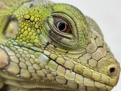 green and brown lizard on brown wood snake google meet background