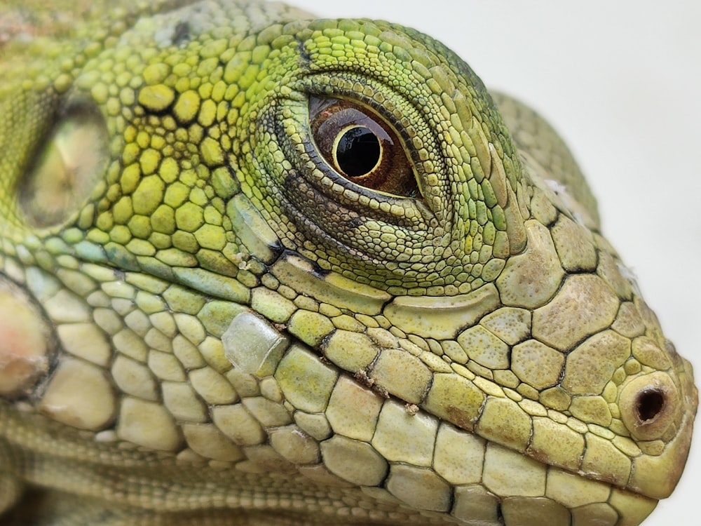 green and brown lizard on brown wood