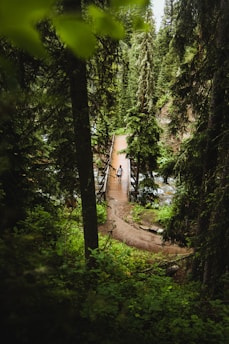 A hiker crossing a wooden bridge surrounded by lush green forest in the Patagonian wilderness.