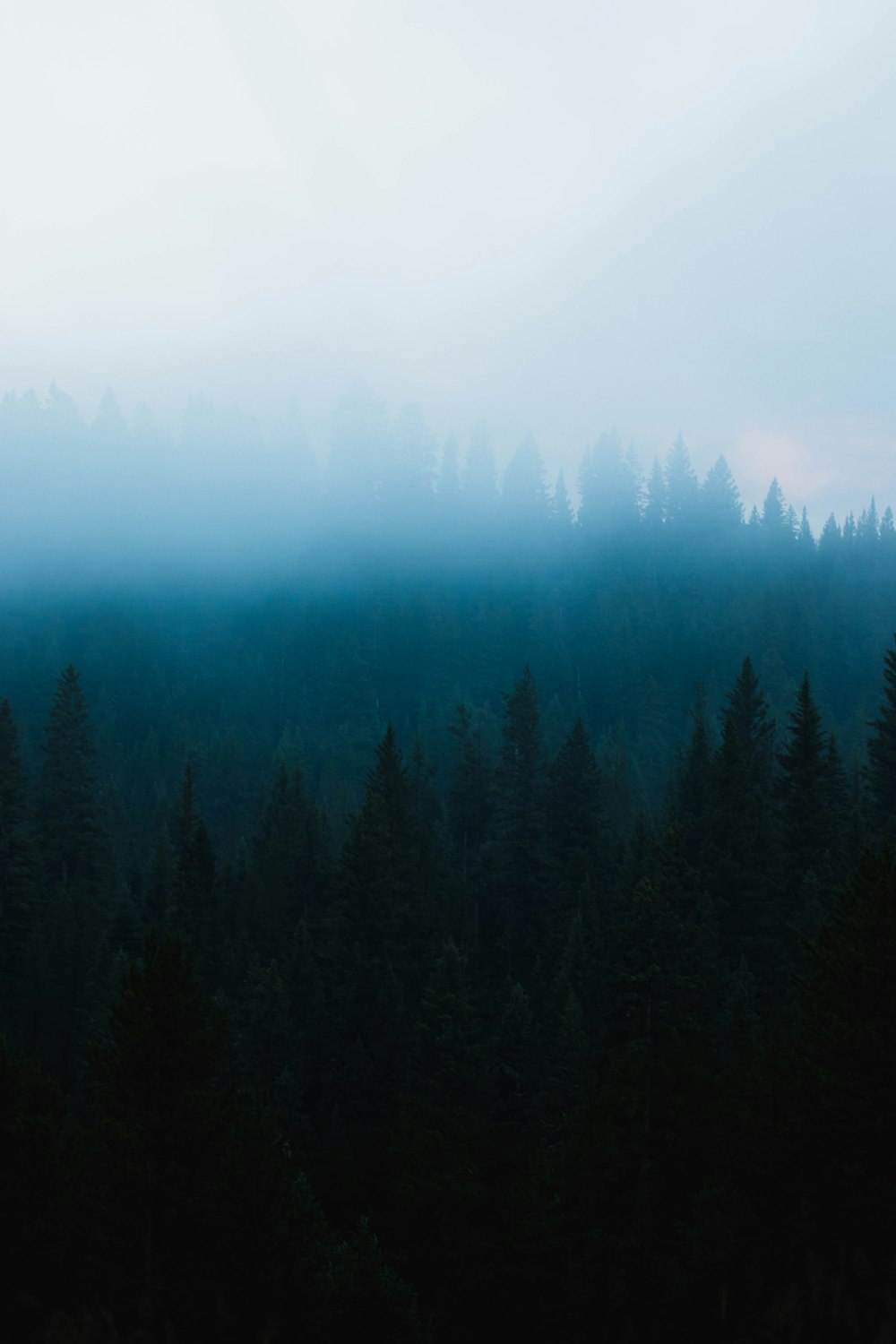 green trees under white sky during daytime