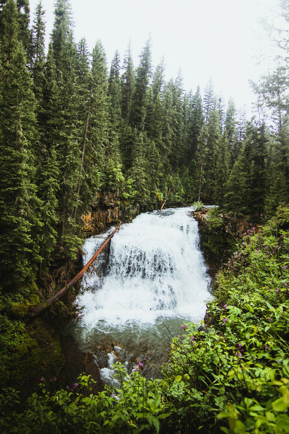 green pine trees near river during daytime