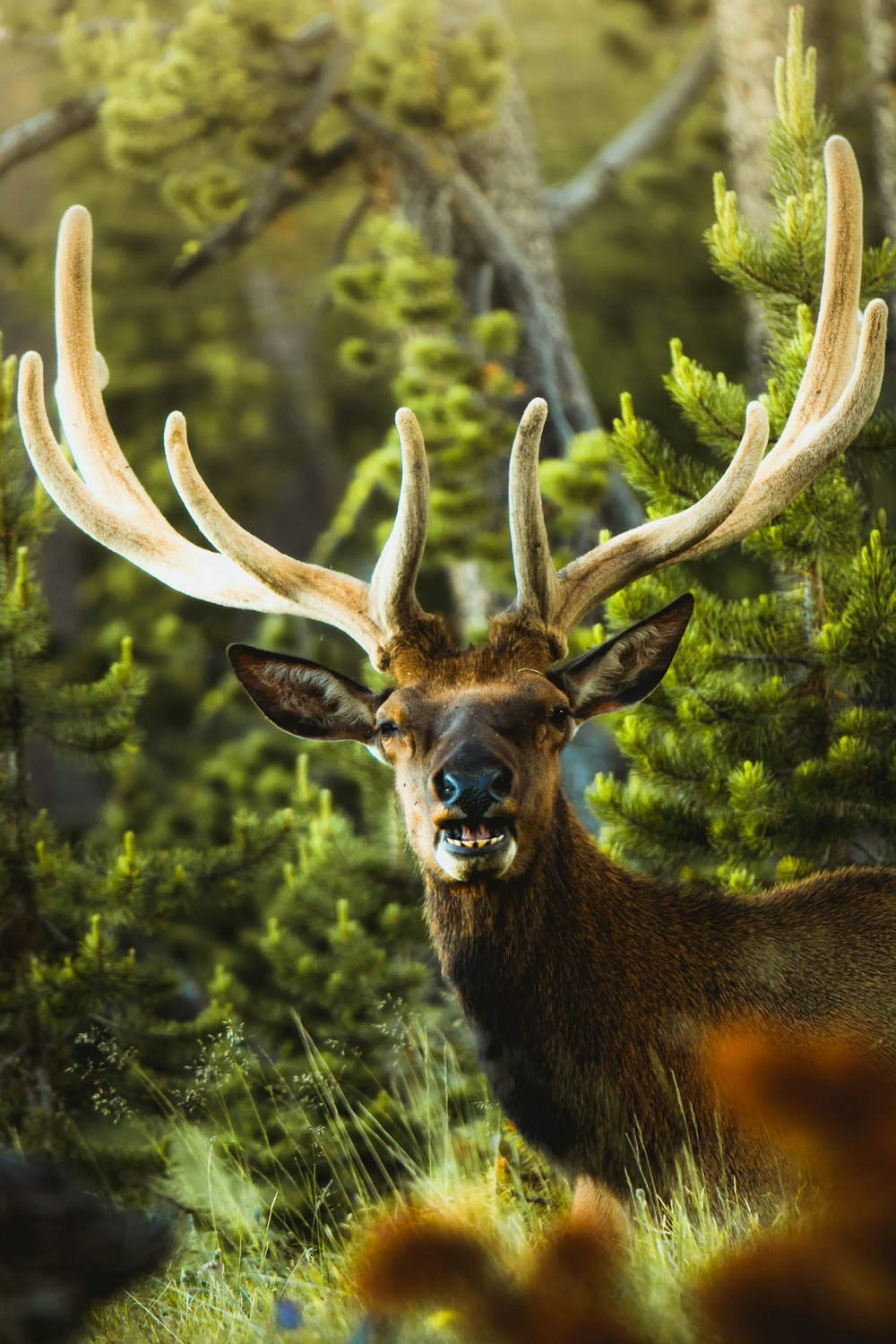 brown deer on green grass during daytime