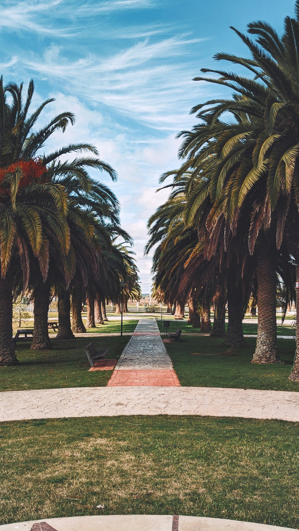 green palm trees on green grass field during daytime