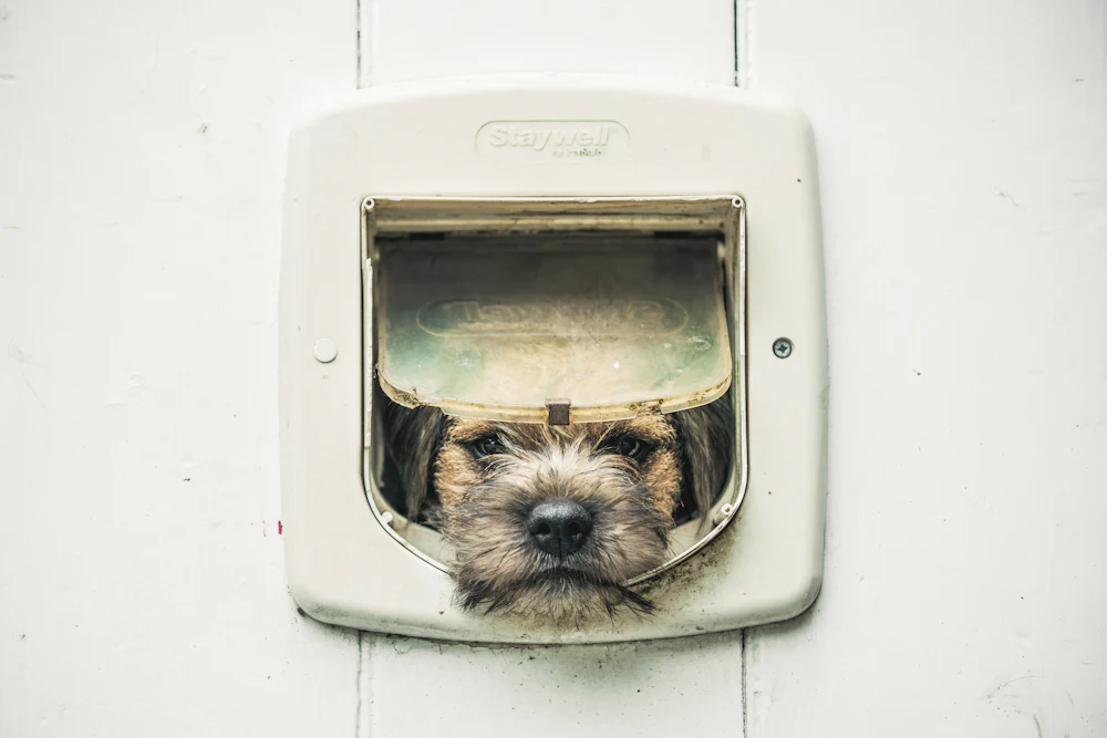 Border Terrier, photo 2