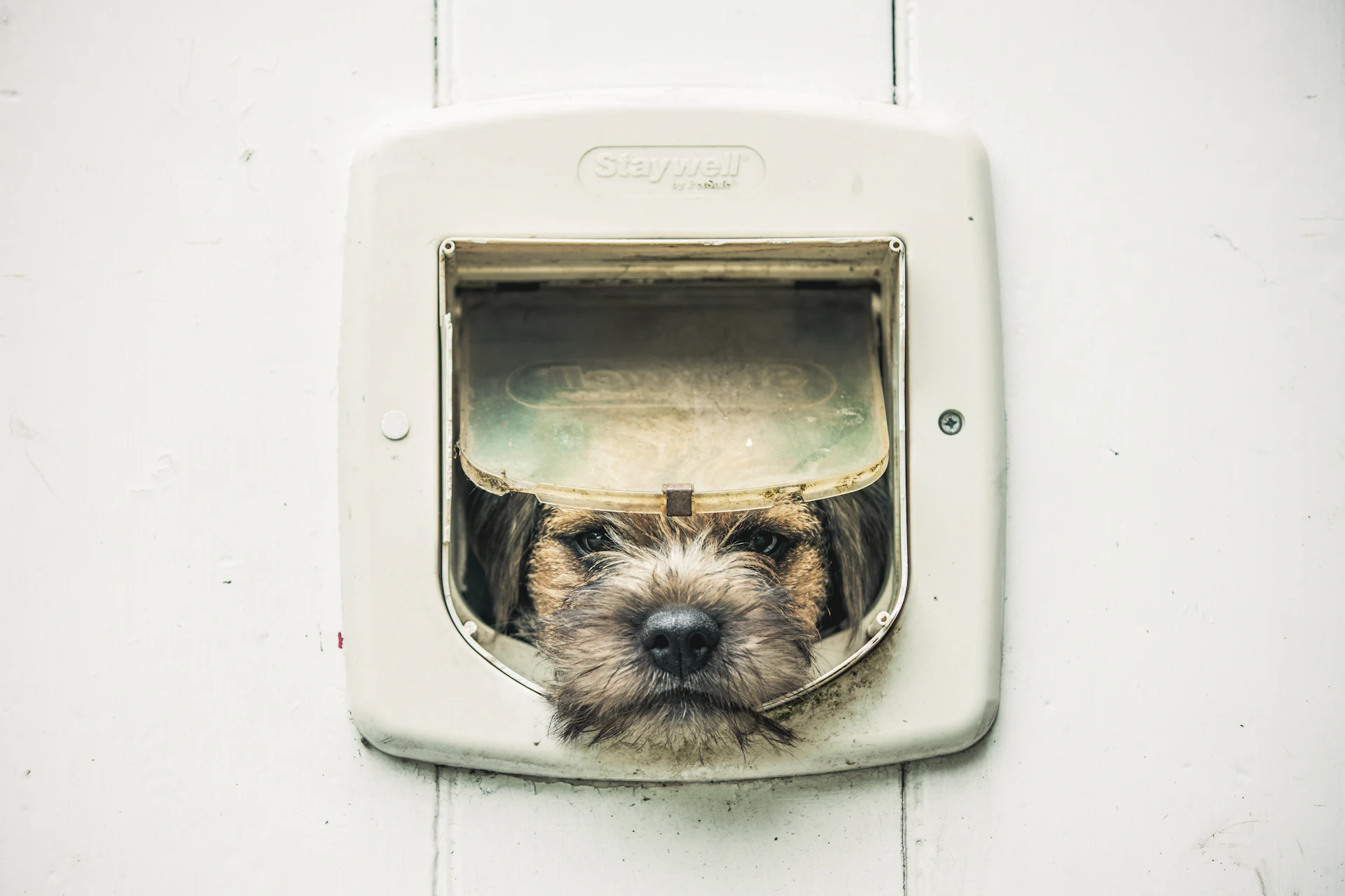 A Border Terrier