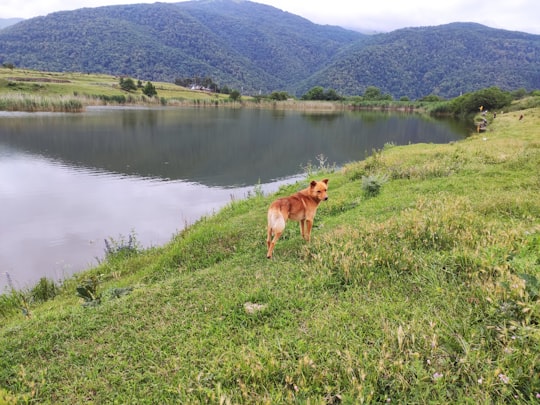 brown dog on green grass field near lake during daytime in Aygut Armenia