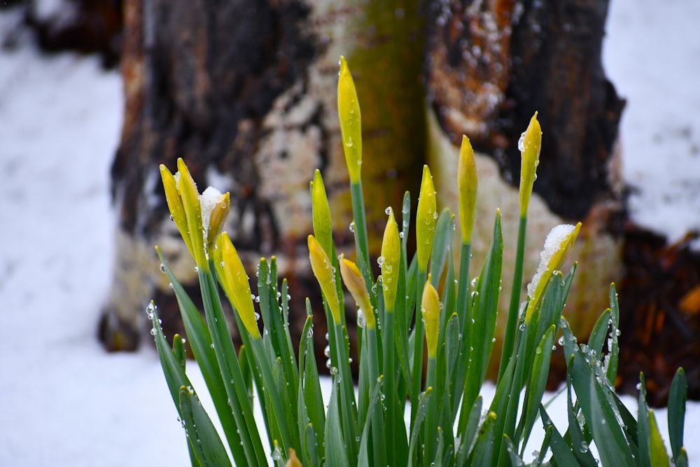 yellow and green plant near brown rock