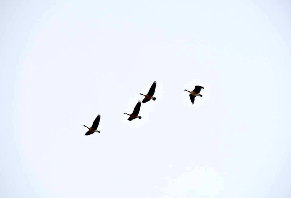 three birds flying during daytime
