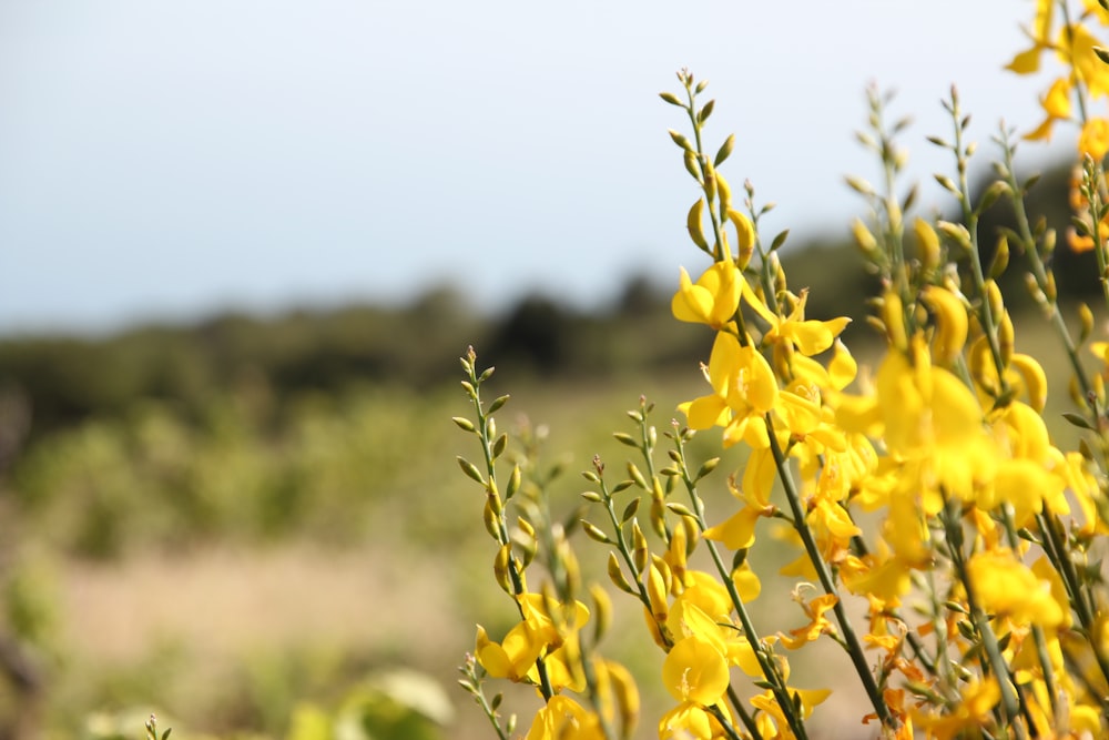 yellow flower in tilt shift lens