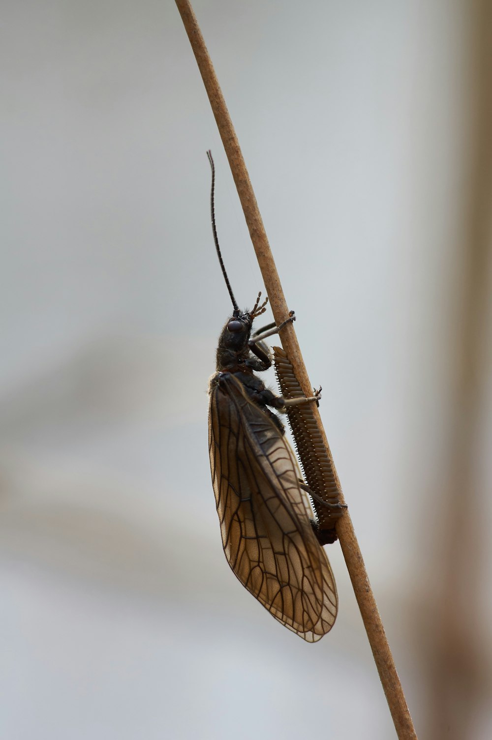 black and brown insect on brown stick