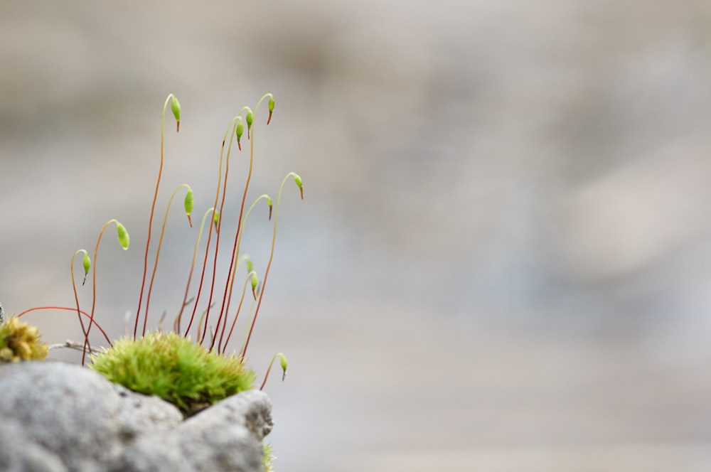 green grass on gray rock