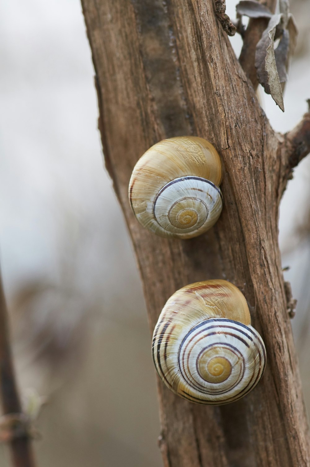 brown snail on brown tree trunk