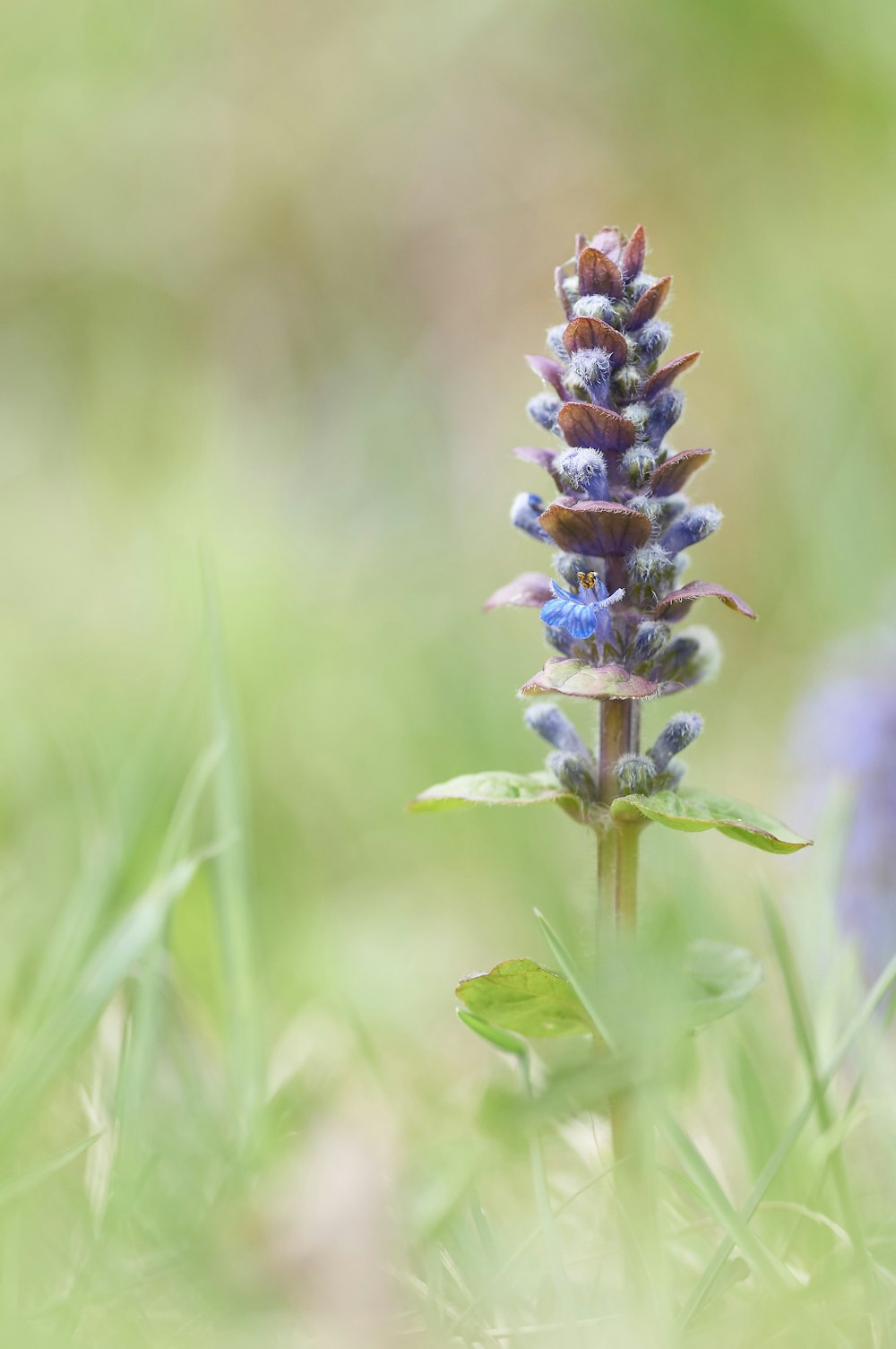 blue and brown flower in tilt shift lens