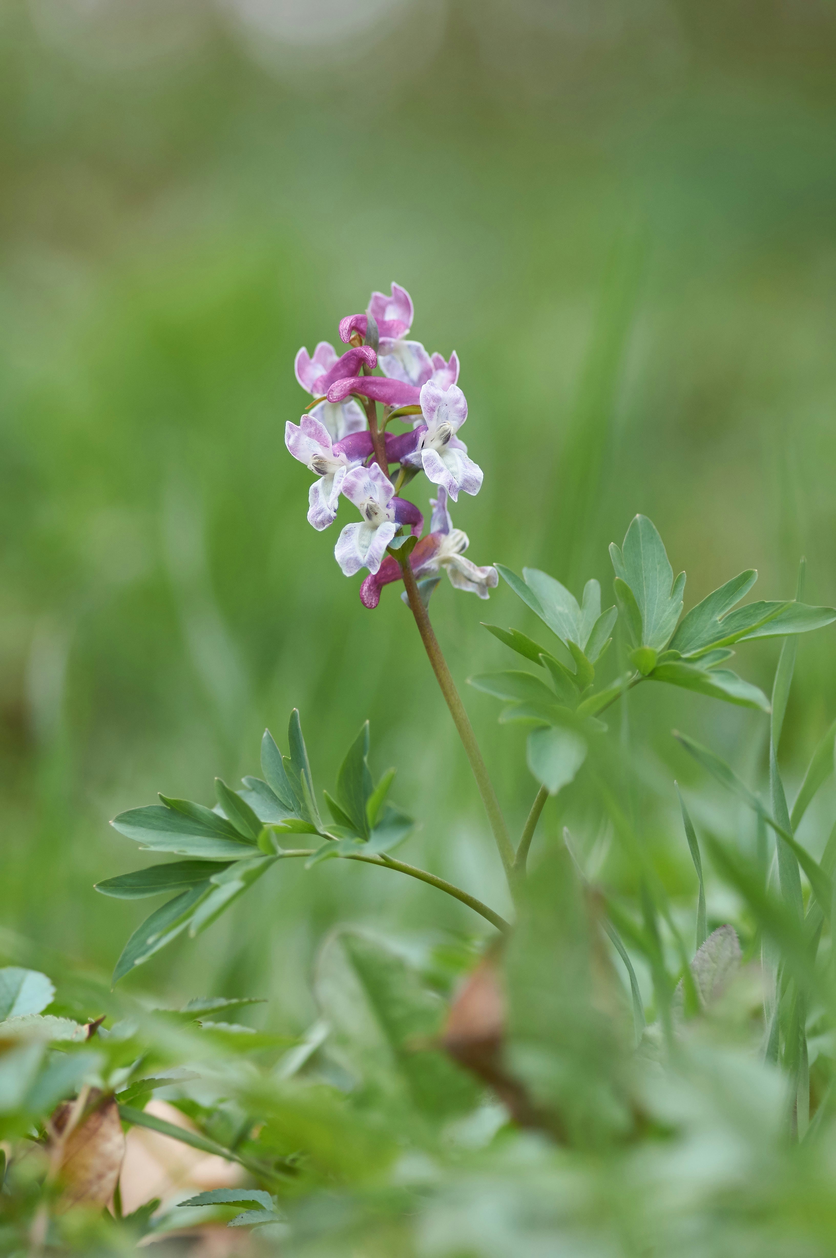 Photo by wolfgang_hasselmann