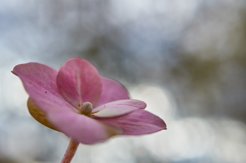 pink flower in tilt shift lens