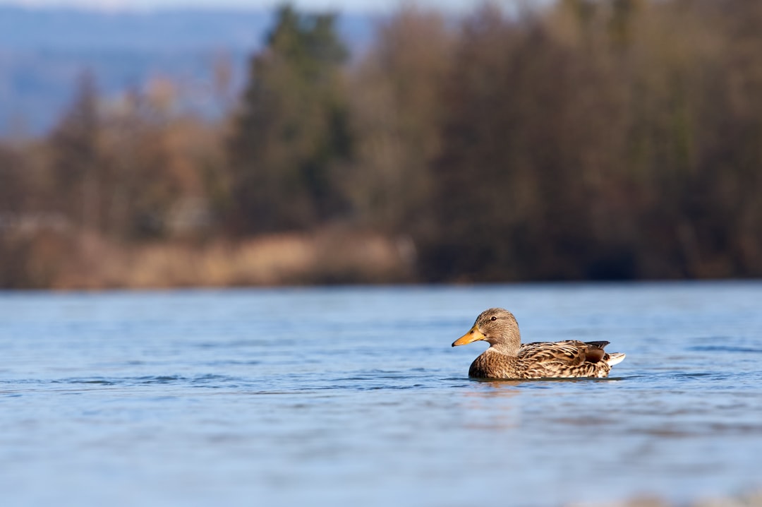 brown duck on water during daytime