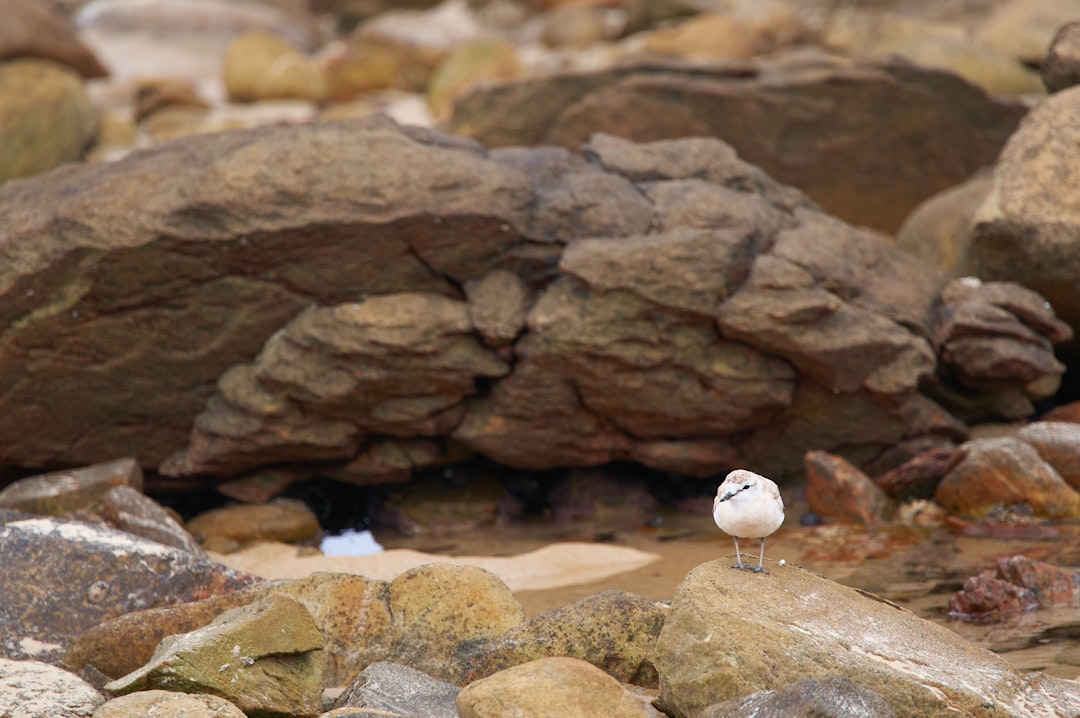 white and black bird on brown rock