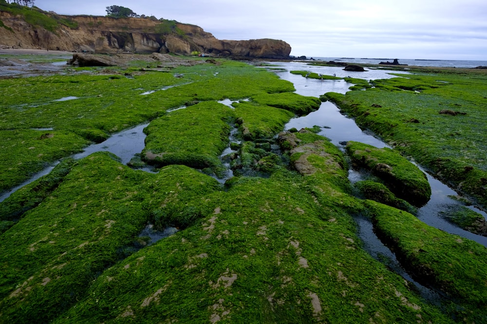 green moss on brown rock formation near body of water during daytime