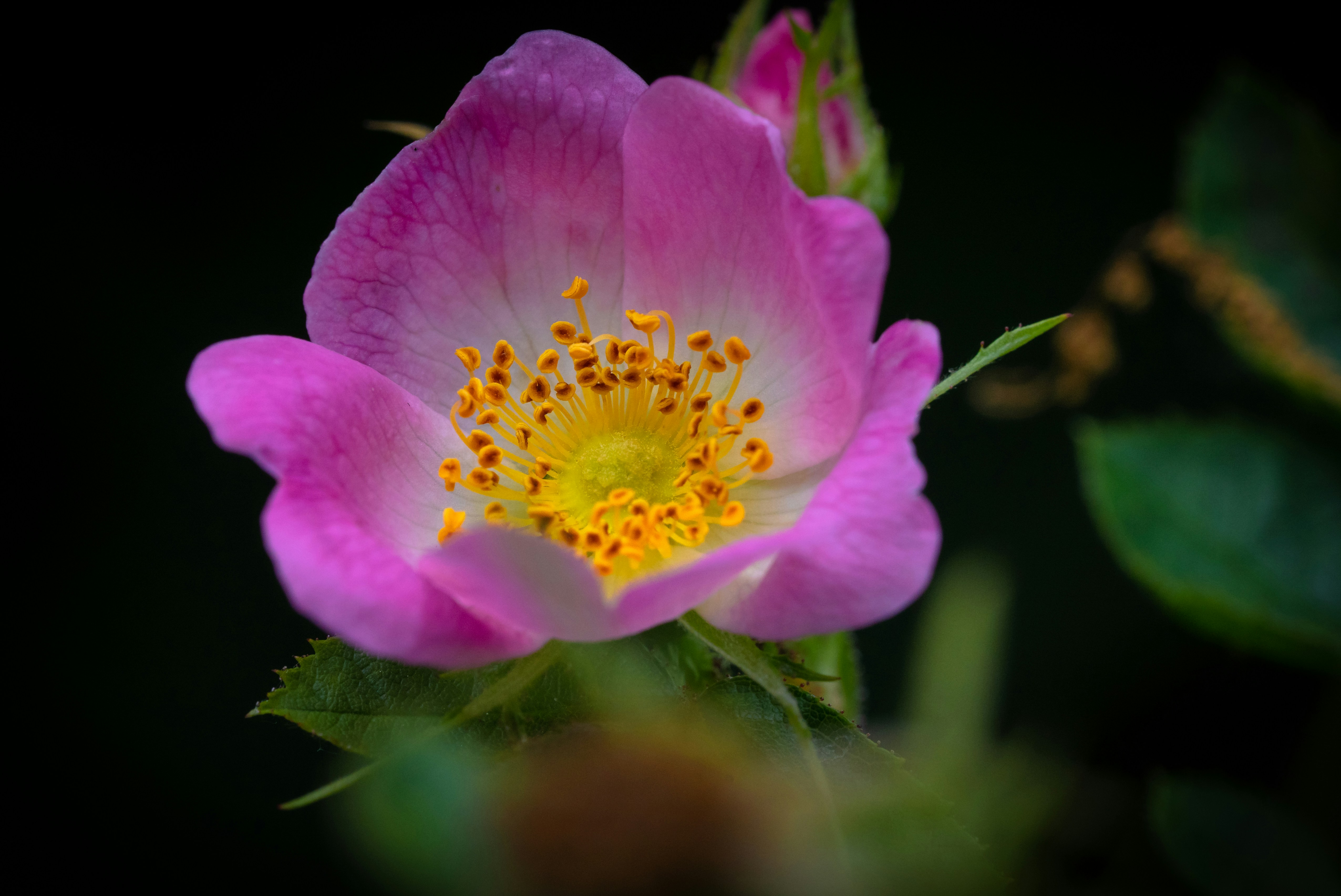 Photo by giorgiiremadze