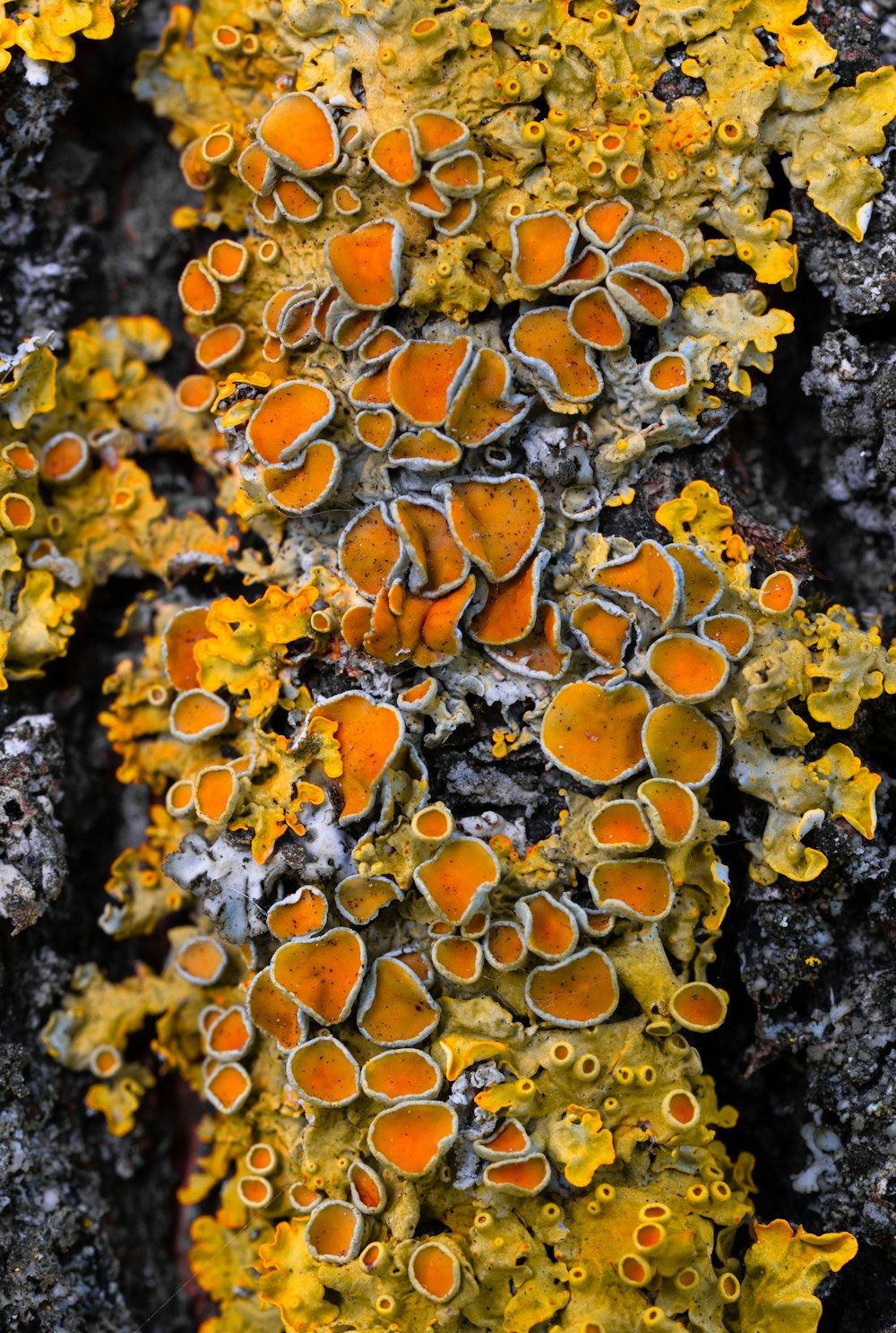 yellow and brown coral reef