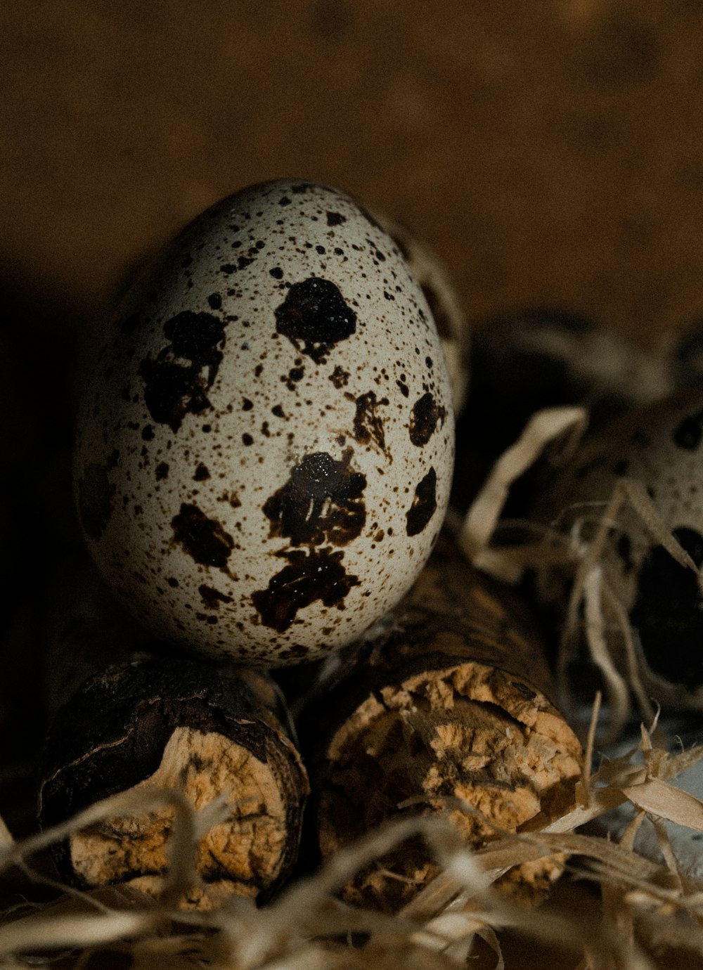 black and white egg on brown dried leaves